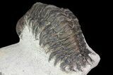 Bargain, Crotalocephalina Trilobite Fossil #67881-3
